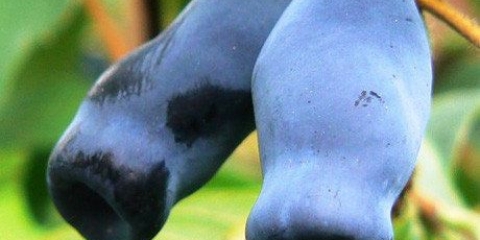 Orlovi nokti od jagoda: opis sorte, fotografije i recenzije